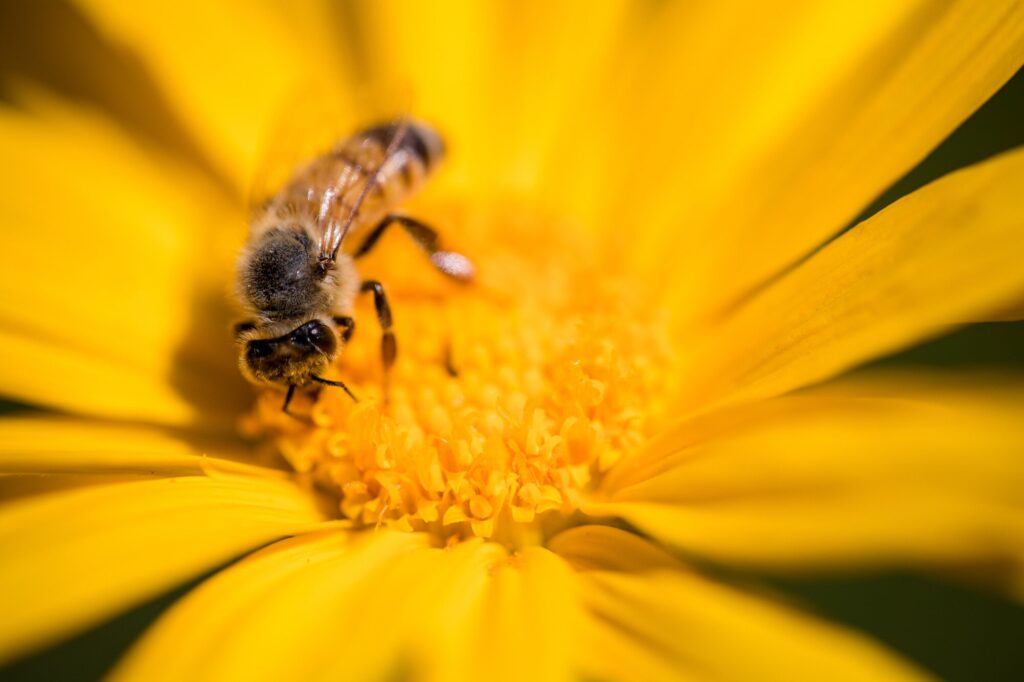 Cruciale rol van honingbijen in de natuur en biodiversiteit.