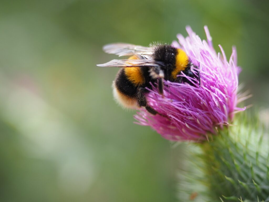 Stay tuned met Bee-lief
